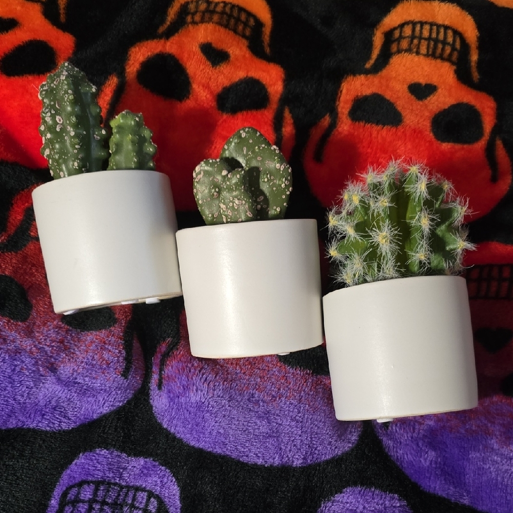 White Ceramic Planters with Cacti